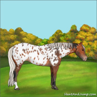Horse Color:Bay Appaloosa  and Silver Bay Appaloosa 