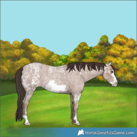 Horse Color:Classic Champagne Ice Roan Frame 