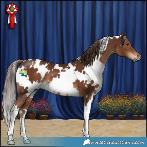Horse Color:White Spotted Liver Chestnut 