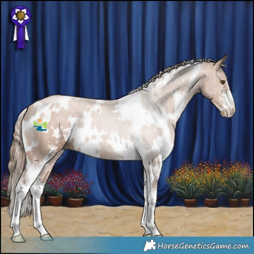 Horse Color:White Spotted Black Pearl Sabino 