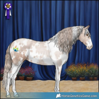 Horse Color:White Spotted Black Pearl Sabino