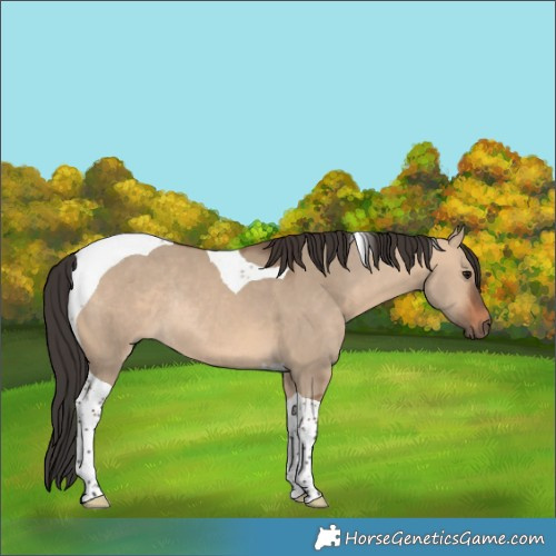 Horse Color:Bay Dun Tobiano Rabicano 