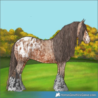 Horse Color:Bay Appaloosa  and Amber Champagne Appaloosa 