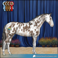 Horse Color:Liver Red Dun Sabino Appaloosa