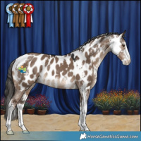 Horse Color:Liver Red Dun Sabino Appaloosa