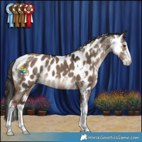 Horse Color:Liver Red Dun Sabino Appaloosa 