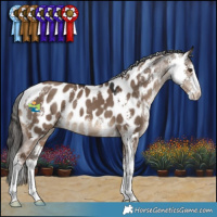 Horse Color:Liver Red Dun Sabino Appaloosa 