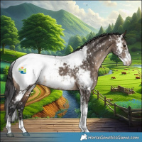 Horse Color:Brown Dun Sabino Appaloosa 