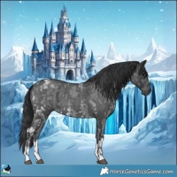Horse Color:Blue Ice Roan  and Blue Roan 