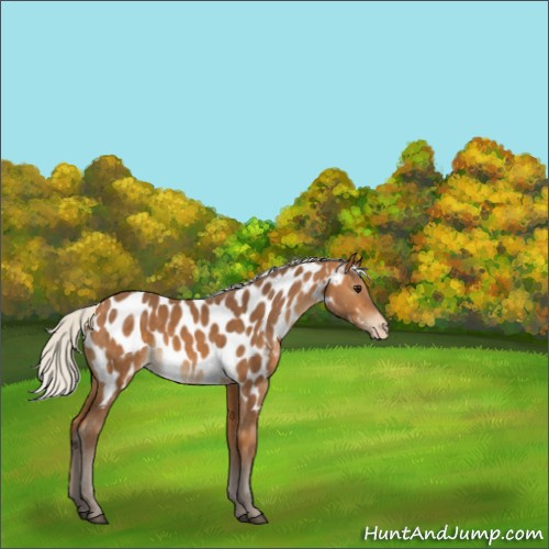 Horse Color:Silver Buckskin Appaloosa