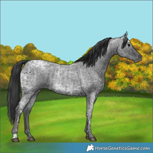 Horse Color:Blue Ice Roan  and Blue Ice Roan 