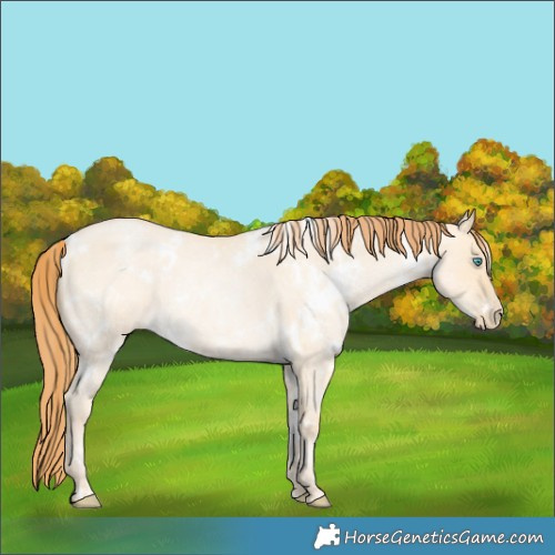 Horse Color:White Spotted Buckskin Roan Pearl Dun 