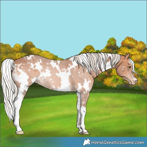 Horse Color:White Spotted Silver Bay Appaloosa 