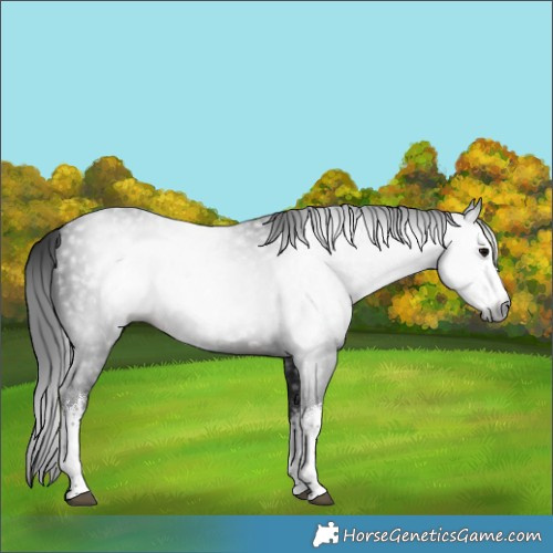 Horse Color:Gray White Spotted Brown 