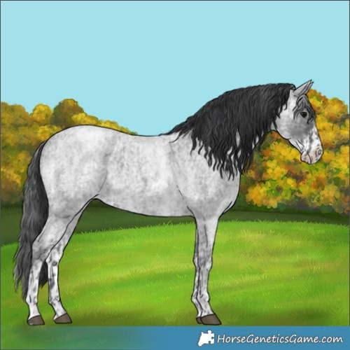 Horse Color:Blue Ice Roan  and White Spotted Blue Ice Roan 