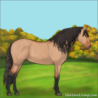 Horse Color:Bay Dun 