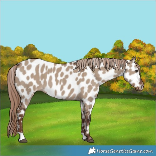 Horse Color:Liver Red Dun Appaloosa 