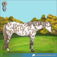 Horse Color:Liver Red Dun Appaloosa 