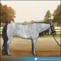 Horse Color:Blue Ice Roan  and Blue Ice Roan 