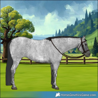 Horse Color:Blue Ice Roan and Blue Ice Roan