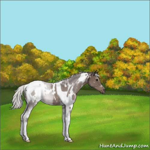 Horse Color:White Spotted Silver Black Tobiano 