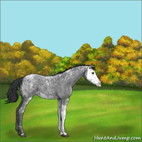 Horse Color:Blue Ice Roan  and Blue Ice Roan Splash 