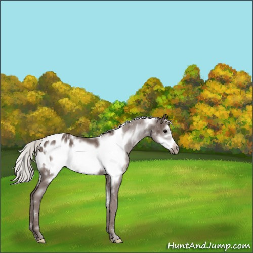 Horse Color:White Spotted Silver Black Frame Appaloosa 