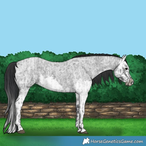 Horse Color:Blue Ice Roan  and Blue Ice Roan Splash 