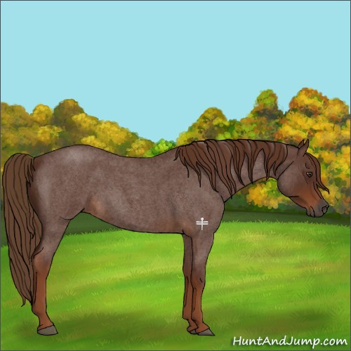 Horse Color:Gray Red Roan 