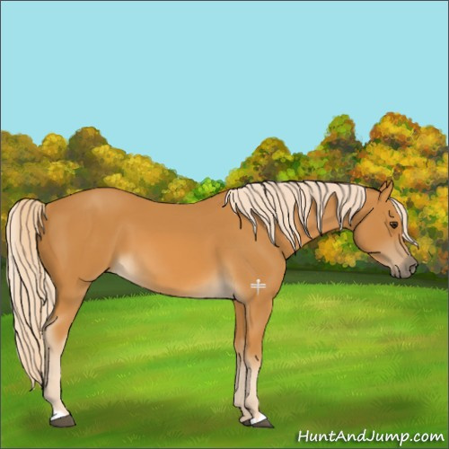 Horse Color:Palomino 