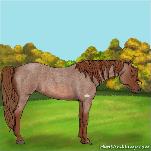 Horse Color:Red Roan 