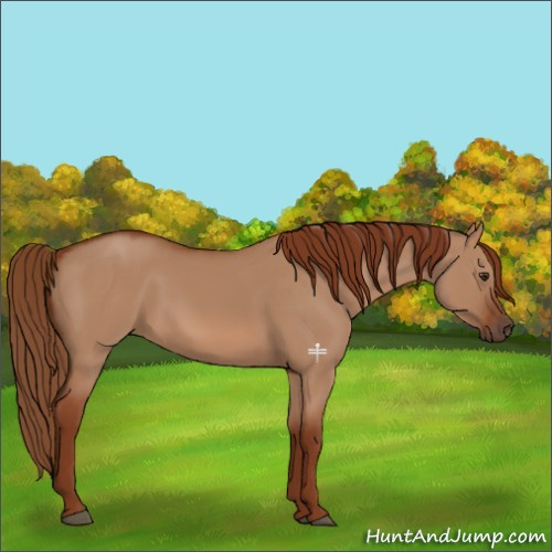 Horse Color:Red Dun 