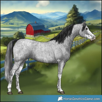Horse Color:Blue Ice Roan  and Blue Ice Roan Splash 