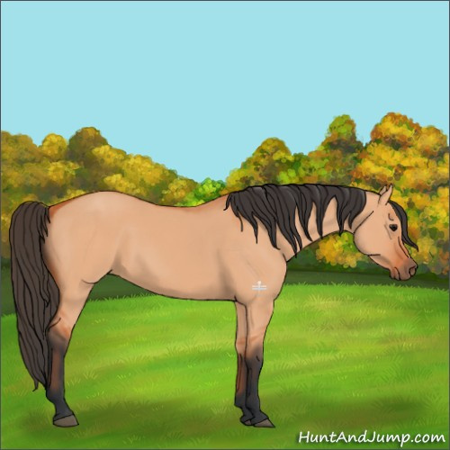 Horse Color:Bay Dun 