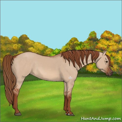 Horse Color:Red Dun 