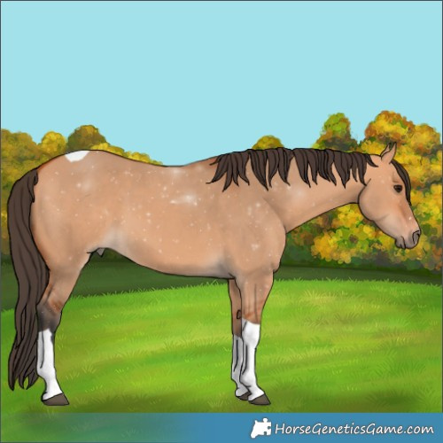 Horse Color:Bay Dun Tobiano