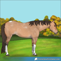 Horse Color:Bay Dun Tobiano 