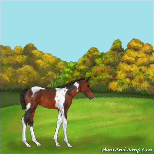 Horse Color:Brown Tobiano 