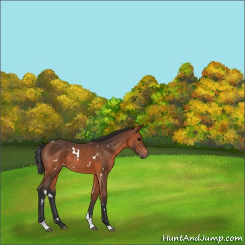 Horse Color:White Spotted Bay Tobiano 