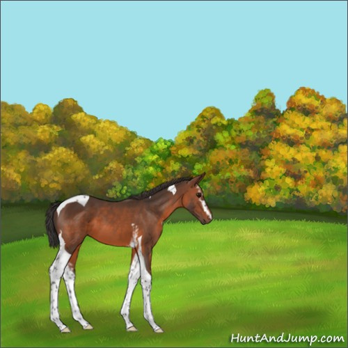 Horse Color:White Spotted Brown Tobiano 