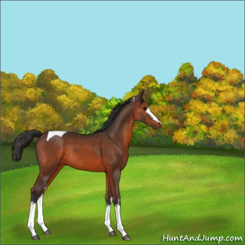 Horse Color:White Spotted Brown Tobiano Rabicano 