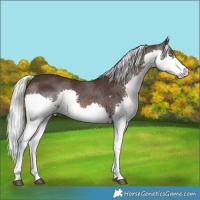 Horse Color:Liver Chestnut Mushroom Sabino Splash 