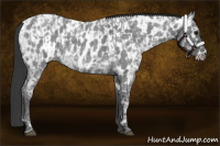 Horse Color:Blue Ice Roan  and Blue Ice Roan Appaloosa 
