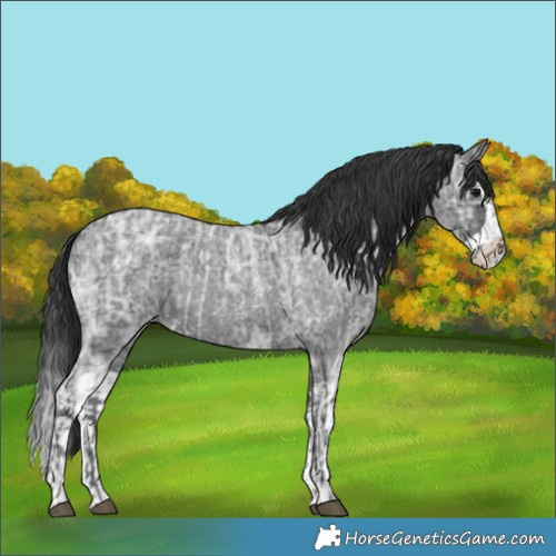 Horse Color:Blue Ice Roan  and Blue Ice Roan Splash 