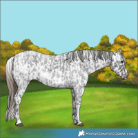 Horse Color:Blue Ice Roan  and Blue Ice Roan Appaloosa 