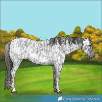 Horse Color:Blue Ice Roan  and Blue Ice Roan Near Leopard 