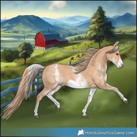 Horse Color:White Spotted Chestnut Sabino Frame 