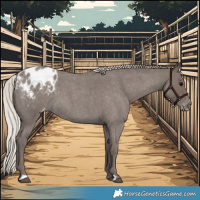 Horse Color:Silver Blue Roan Appaloosa 
