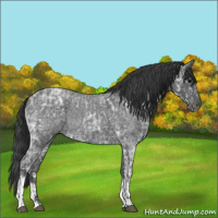 Horse Color:Blue Ice Roan  and Blue Ice Roan 