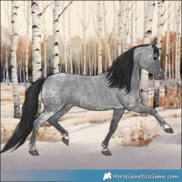 Horse Color:Blue Ice Roan  and Blue Ice Roan 